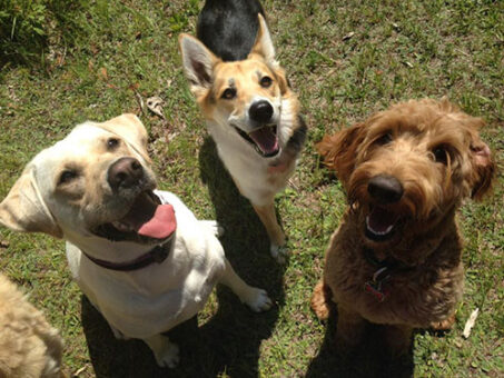 off-leash-dog-walking-pack off-leash-dog-walking-pack