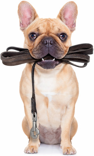 small-dog-off-leash-holding-leash small-dog-off-leash-holding-leash